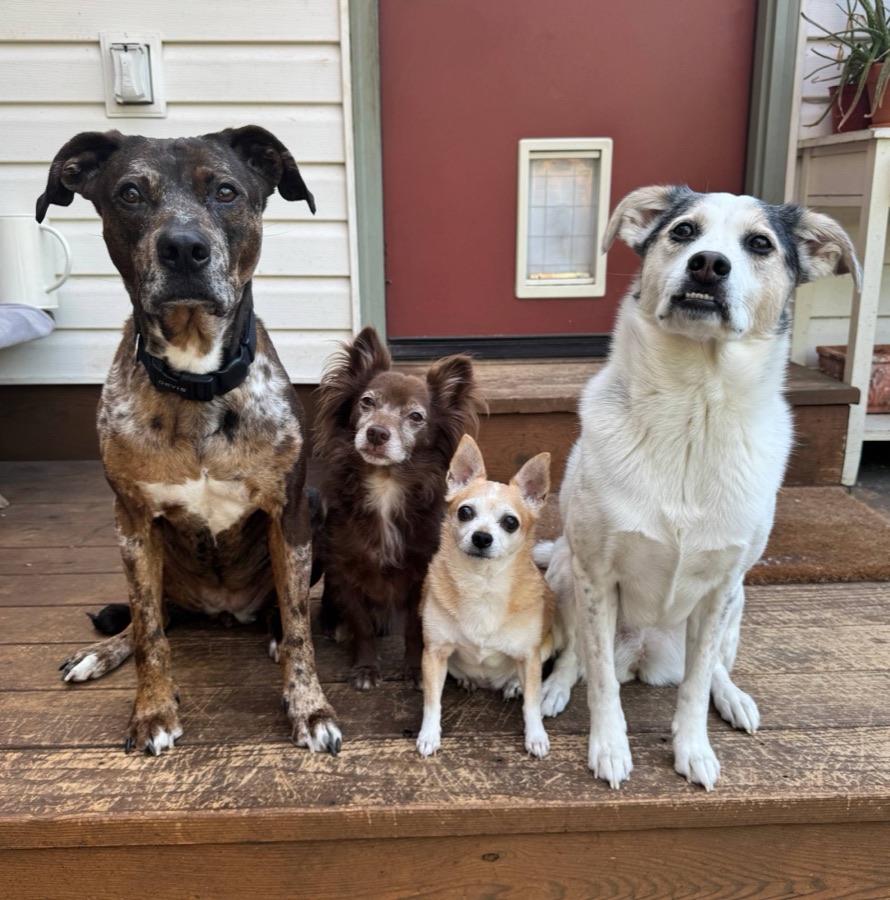 Four dogs sitting together on a porch