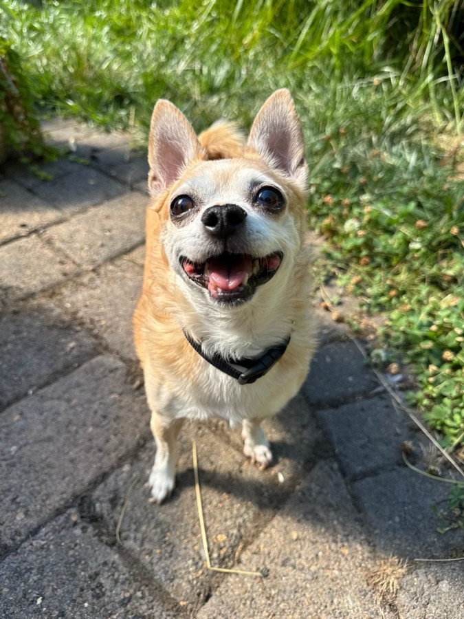 A clear photo of a dog's face looking at the camera