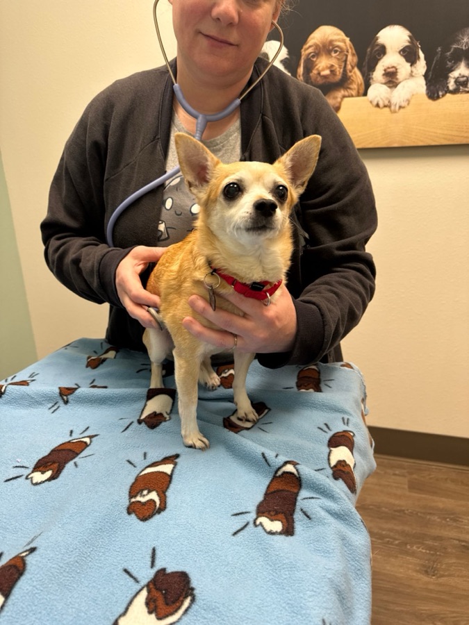 A dog on an exam table with a veterinary technician